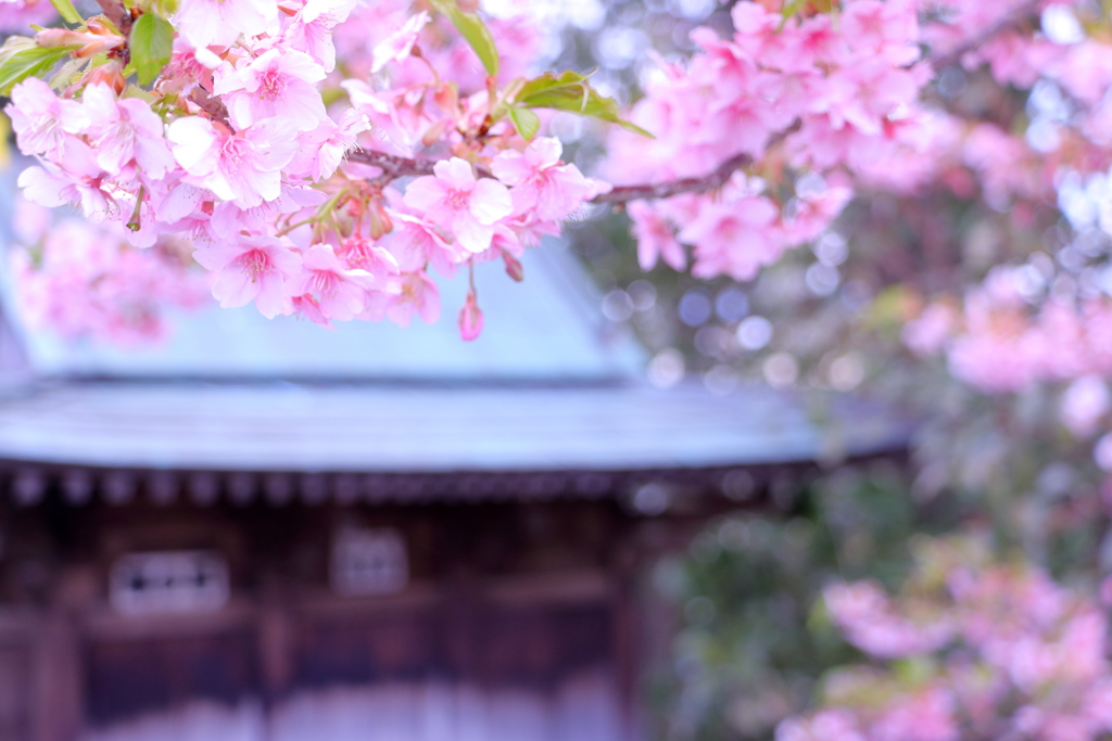 haru-iro