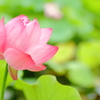 蓮華座