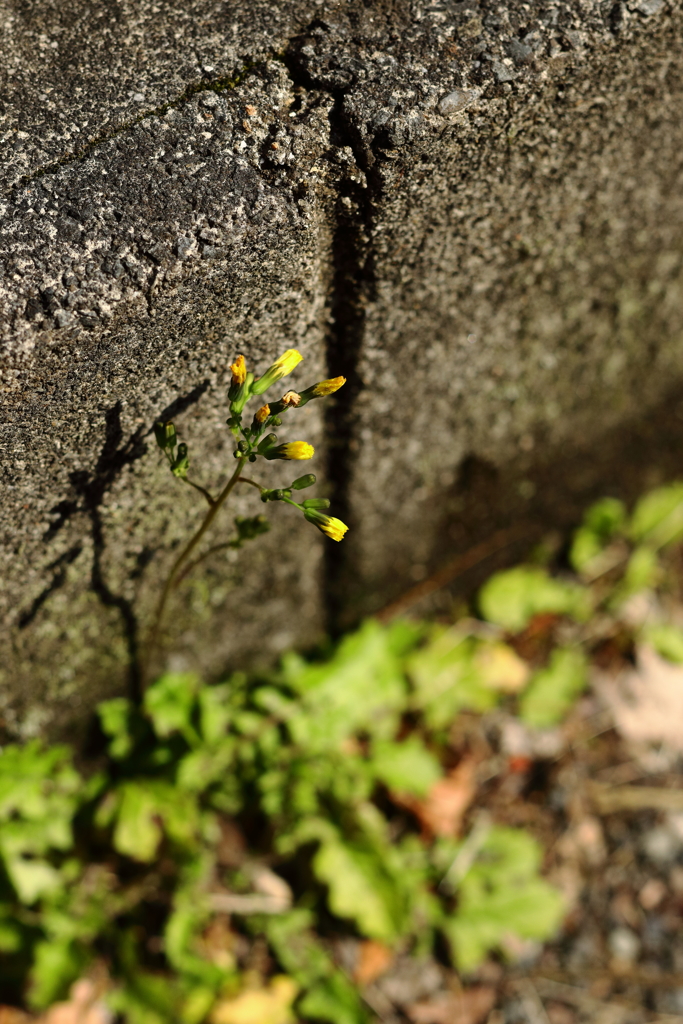 片隅で・・