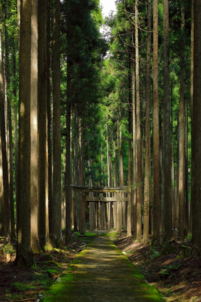 とおり道