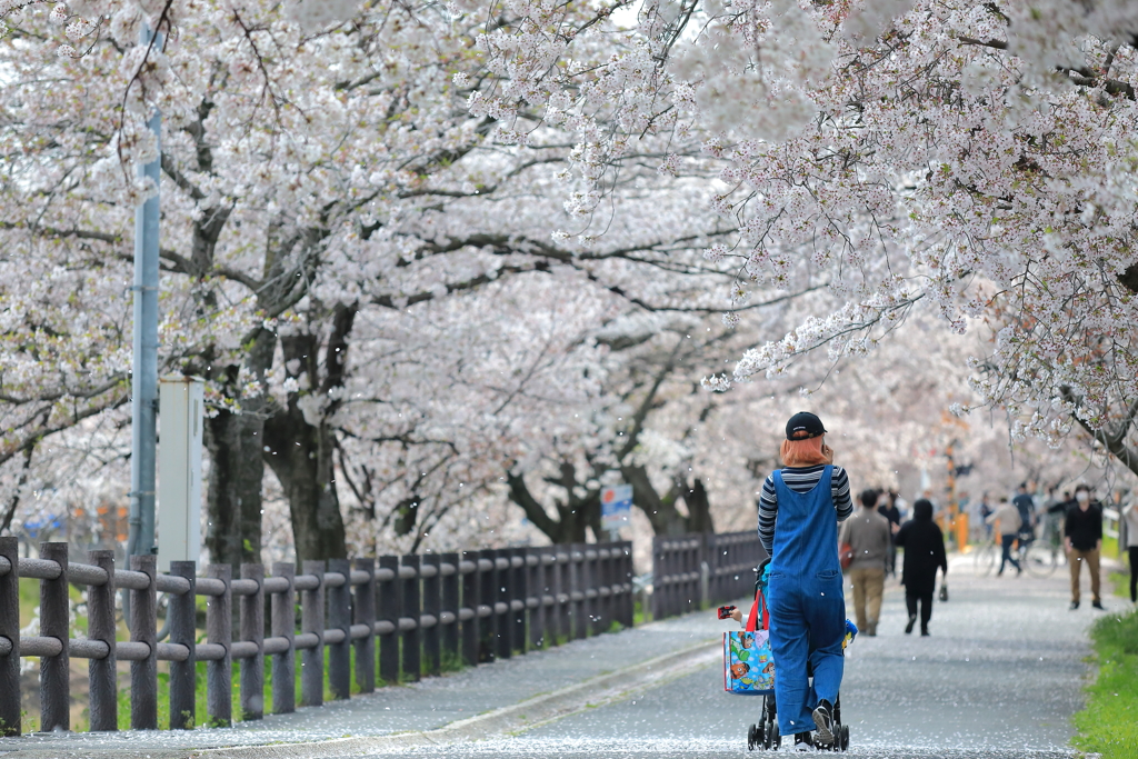 桜舞う