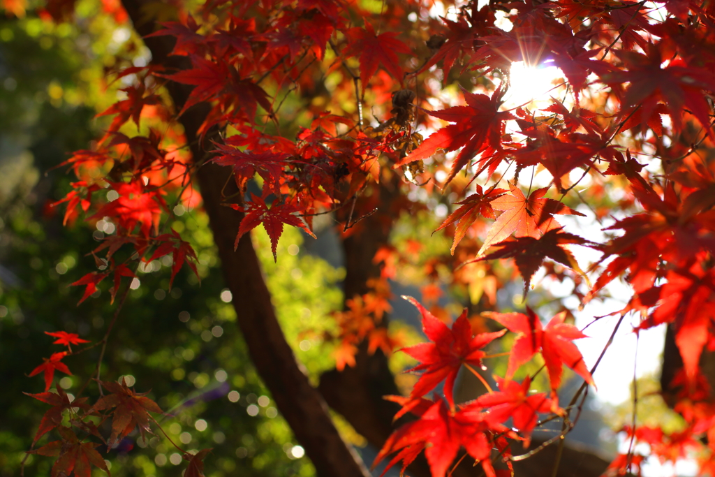 紅葉日和