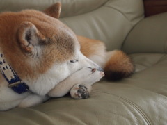 実家にて