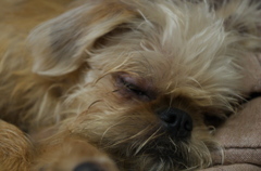 Brussels Griffon 2