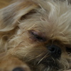 Brussels Griffon 2