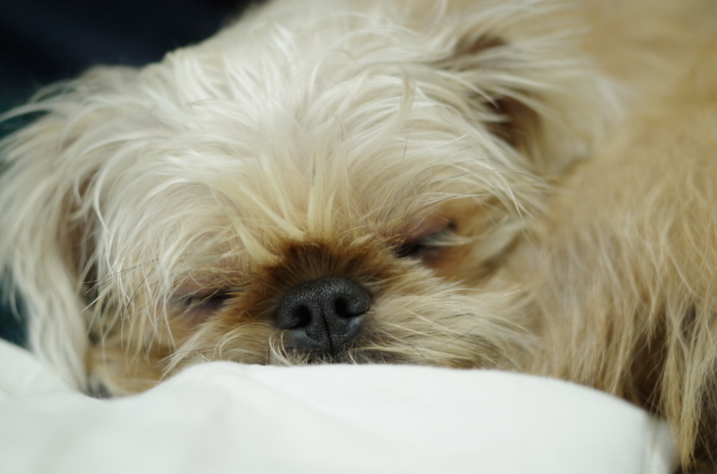 Brussels Griffon3