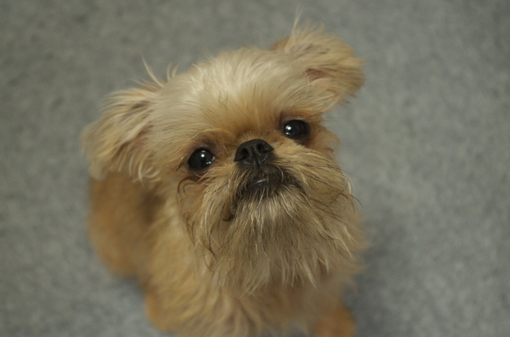 Brussels Griffon