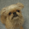 Brussels Griffon
