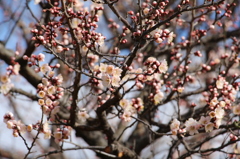 梅2