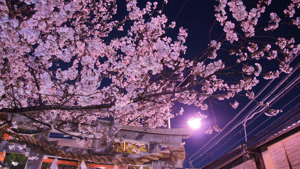 京都祇園夜桜