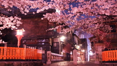 京都祇園夜桜