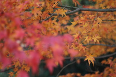 比叡山ドライブウェイ　11月