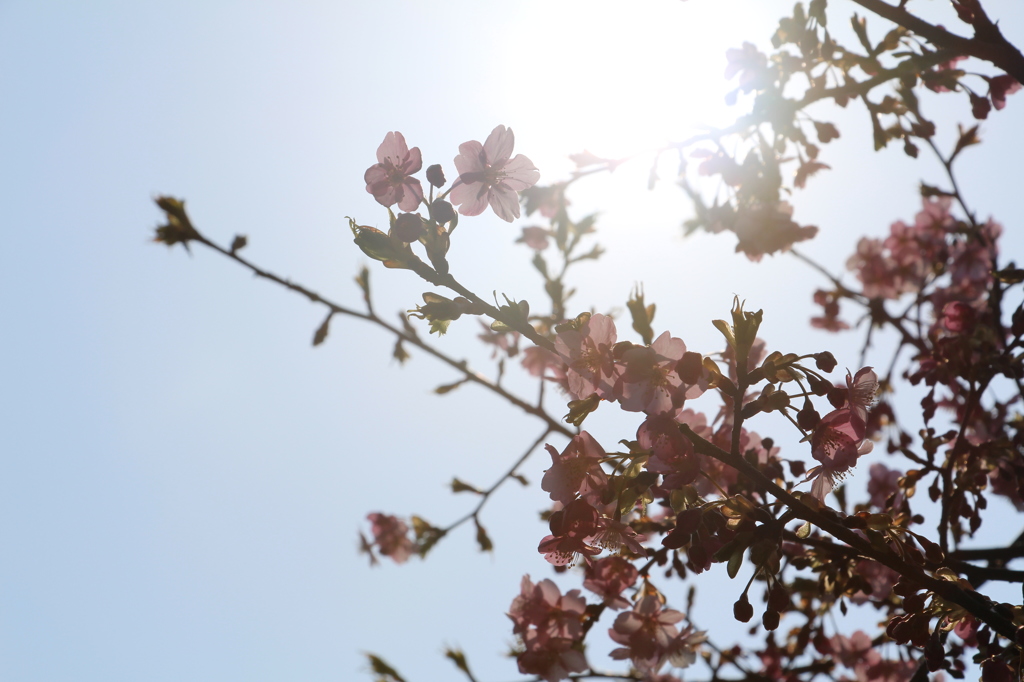 花びら越しに