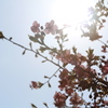 花びら越しに