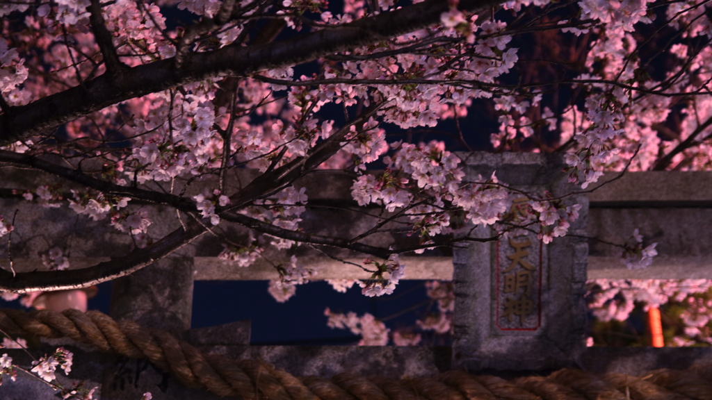 京都祇園夜桜