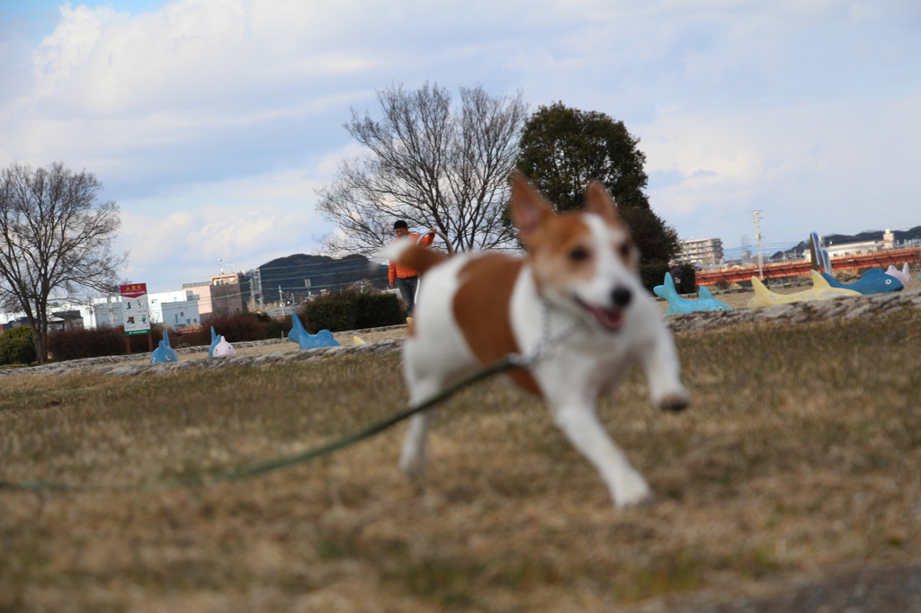 ｼﾞｬｯｷｰ