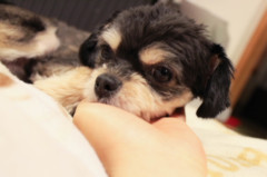 愛犬さん