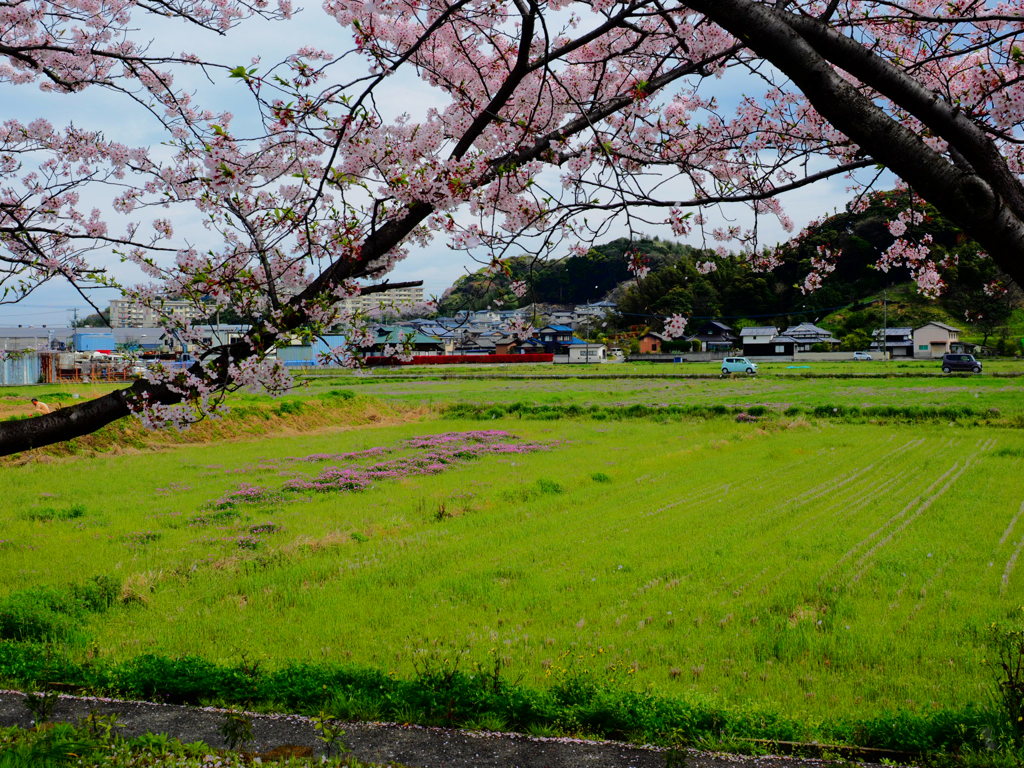 金山川チューリップ祭り　近景