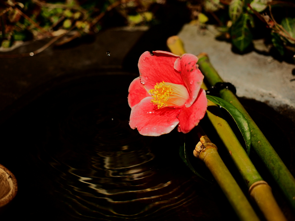 花椿水紋