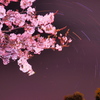夜桜と星の光跡北向き