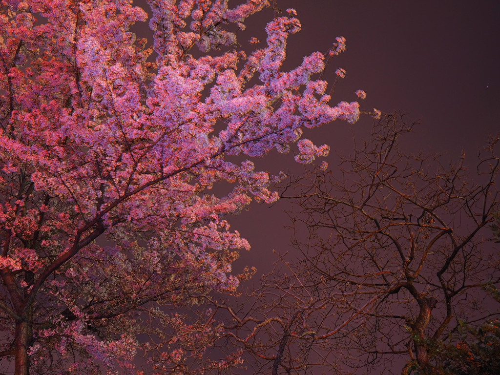 艶やか夜桜