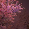 艶やか夜桜
