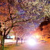 花尾公園の夜桜
