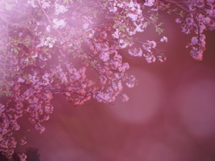 北九州市皿倉山の夜桜