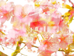 OI000026桜の宿