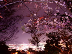 北九州夜景　皿倉山の夜桜