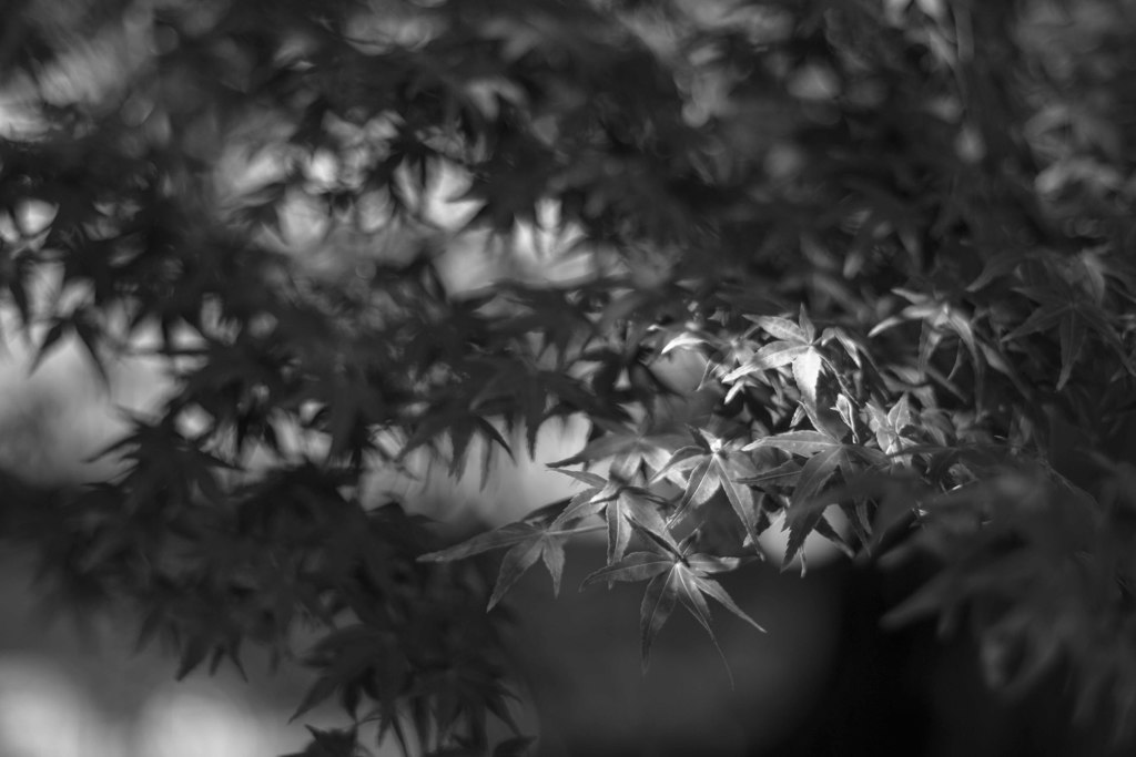 75ｍｍの画角