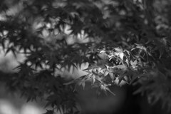 75ｍｍの画角