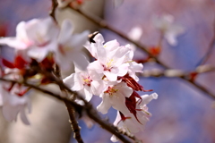 春はこれから