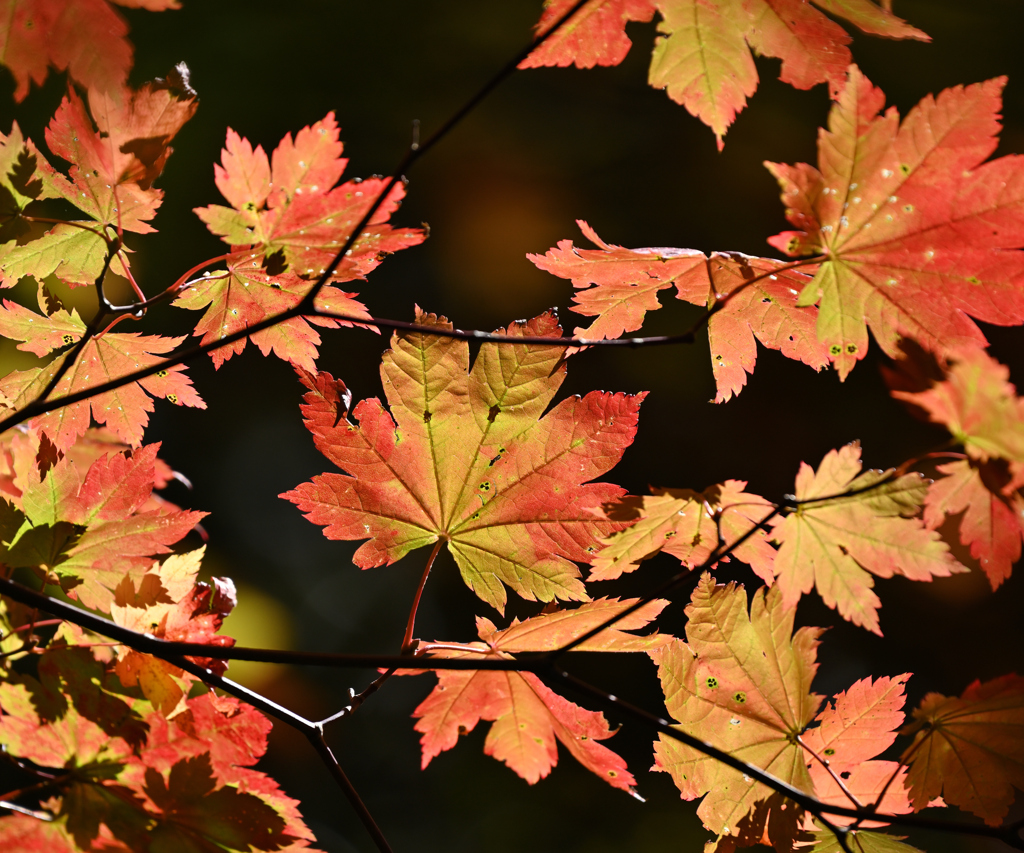 早めの紅葉