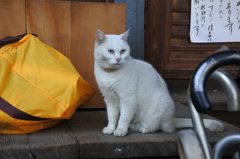 青い瞳