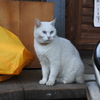 青い瞳