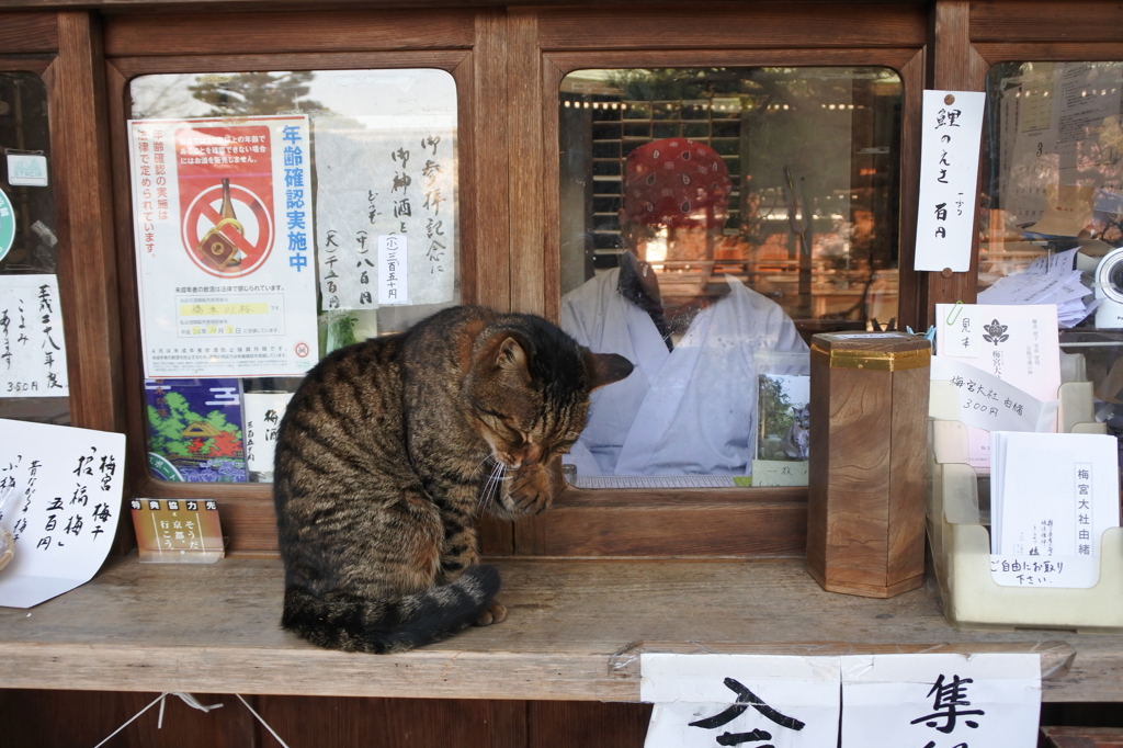 毛づくろい