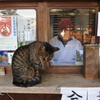 毛づくろい