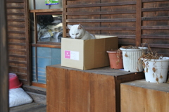 何見てるのよ