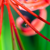 彼岸花と滴
