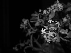 花の色は
