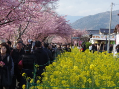 並木（河津桜と人と菜の花）