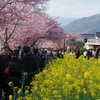 並木（河津桜と人と菜の花）