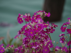 防草シートわきの花