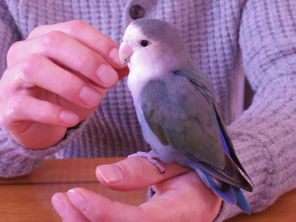 ピーちゃん