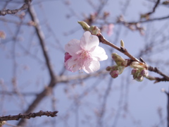 フライング開花