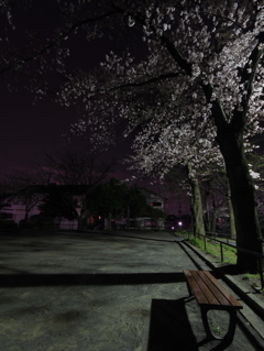 ぶた公園（夜桜）