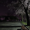 ぶた公園（夜桜）