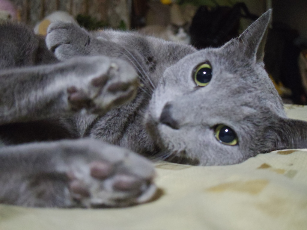 テツ
