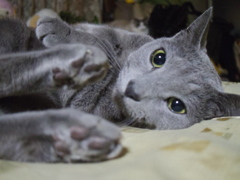 テツ